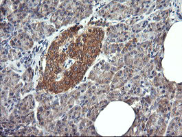 m00556 2 anti drp1 dnm1l mouse monoclonal antibody clone id oti4f6 ihc testing 6