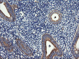 m00556 2 anti drp1 dnm1l mouse monoclonal antibody clone id oti4f6 ihc testing 8