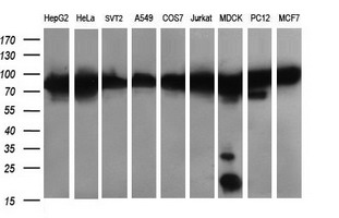 Western blot analysis of extracts (35ug) from 9 different cell lines by using anti-DNM1L monoclonal antibody (HepG2: human; HeLa: human; SVT2: mouse; A549: human; COS7: monkey; Jurkat: human; MDCK: canine; PC12: rat; MCF7: human)