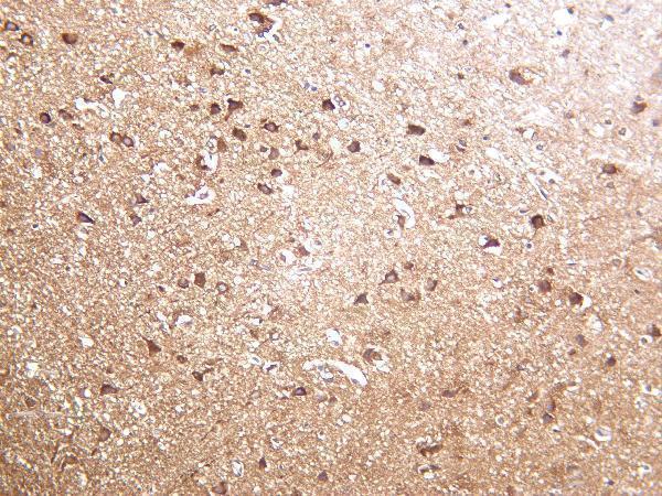 Human brain was stained with Anti-DRP1 rabbit antibody