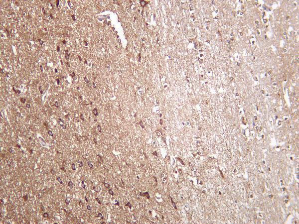 Mouse brain was stained with Anti-DRP1 rabbit antibody