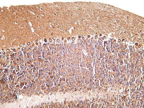 Rat brain was stained with Anti-DRP1 rabbit antibody