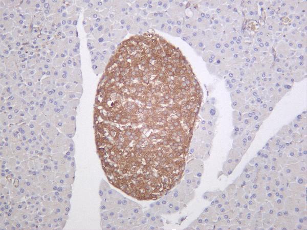 m00556 3 dnm1l primary antibodies ihc testing 4