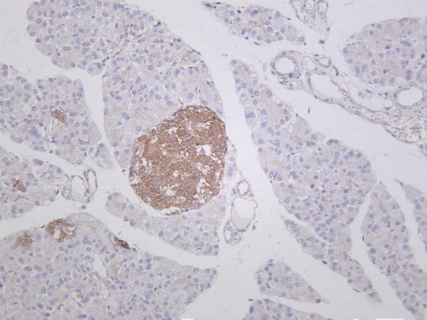m00556 3 dnm1l primary antibodies ihc testing 5