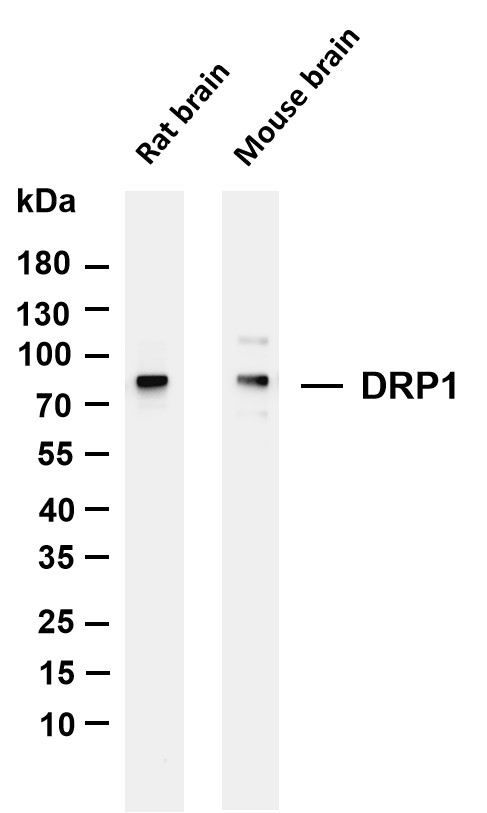 m00556 3 dnm1l primary antibodies wb testing 1