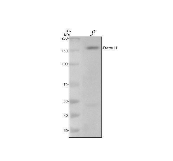 Western blot analysis of Factor H/CFH using anti-Factor H/CFH antibody (M00562)