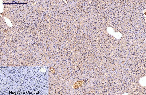 m00564 2 fn1 primary antibodyes ihc testing 2