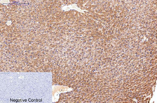 m00564 2 fn1 primary antibodyes ihc testing 3