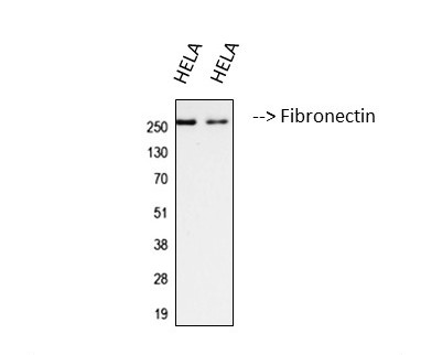 m00564 2 fn1 primary antibodyes wb testing 1_1