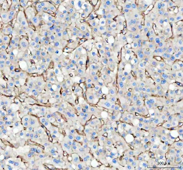 m00564 3 fibronectin primary antibodies ihc testing 3