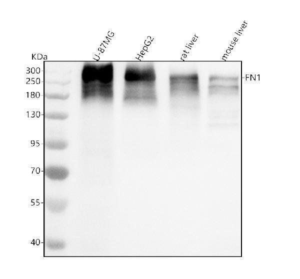 m00564 3 fibronectin primary antibodies wb testing 1