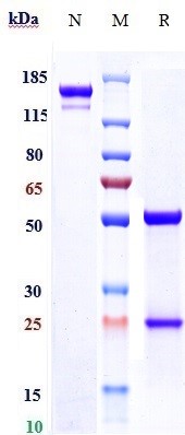 Anti-Fibronectin Reference Antibody (L19-TNF) on SDS-PAGE under reducing (R) condition