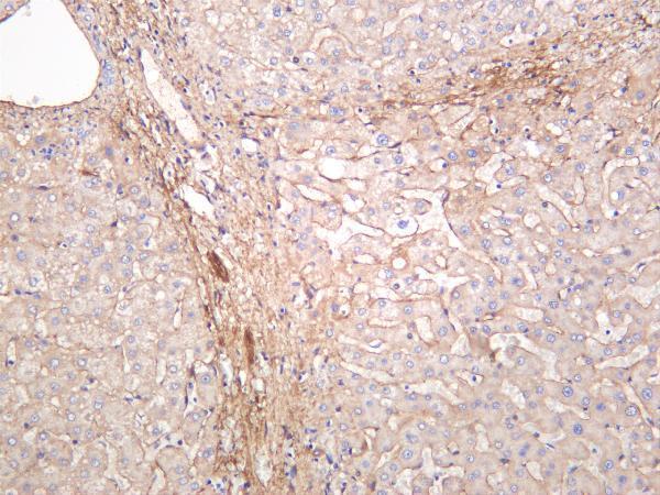 Human liver was stained with anti-Fibronectin rabbit antibody