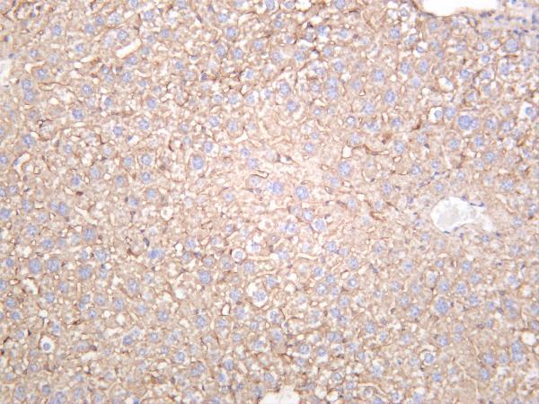 Mouse liver was stained with anti-Fibronectin rabbit antibody