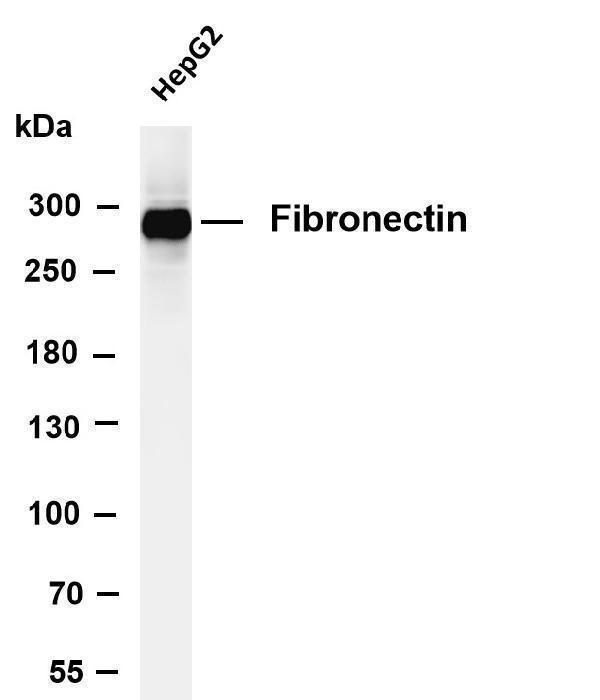 m00564 7 fn1 primary antibodies wb testing 1