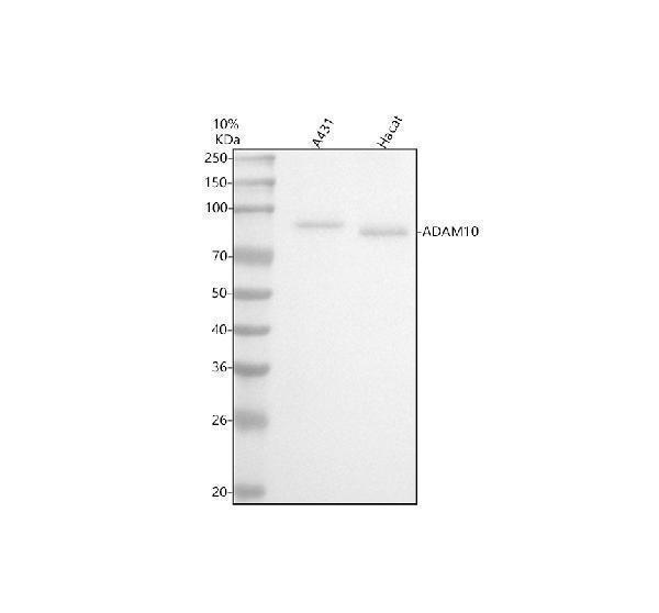 m00566 adam10 primary antibodies wb testing 1