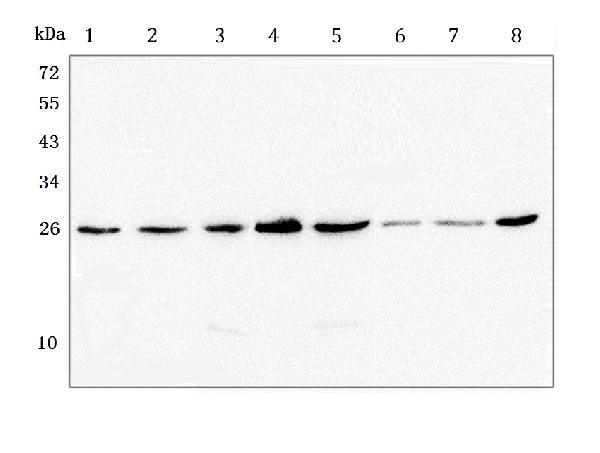 Western blot analysis of GSTM1 using anti-GSTM1 antibody (M00569). Electrophoresis was performed on a 5-20% SDS-PAGE gel at 70V (Stacking gel) / 90V (Resolving gel) for 2-3 hours. The sample well of each lane was loaded with 50ug of sample under reducing conditions. Lane 1: human Hela, whole cell lysate, Lane 2: human T-47D whole cell lysate, Lane 3: rat brain tissue lysate, Lane 4: rat lung tissue lysate, Lane 5: rat stomach tissue lysate, Lane 6: mouse lung tissue lysate, Lane 7: mouse stomach tissue lysate, Lane 8: mouse kidney tissue lysate. After Electrophoresis, proteins were transferred to a Nitrocellulose membrane at 150mA for 50-90 minutes. Blocked the membrane with 5% Non-fat Milk/ TBS for 1.5 hour at RT. The membrane was incubated with mouse anti-GSTM1 antigen affinity purified monoclonal antibody (Catalog # M00569) at 0.5 μg/mL overnight at 4°C, then washed with TBS-0.1%Tween 3 times with 5 minutes each and probed with a goat anti-mouse IgG-HRP secondary antibody at a dilution of 1:10000 for 1.5 hour at RT. The signal is developed using an Enhanced Chemiluminescent detection (ECL) kit (Catalog # EK1001) with Tanon 5200 system. A specific band was detected for GSTM1 at approximately 26KD. The expected band size for GSTM1 is at 26KD.
