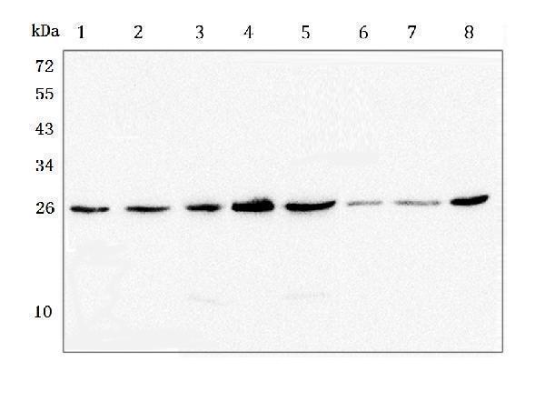 m00569 gstm1 primary antibodies wb testing 5_1