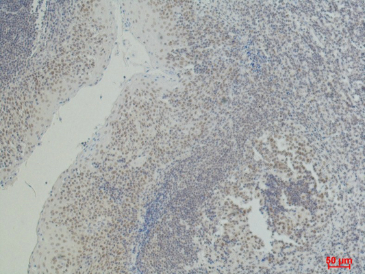 m00570 1 cd2 primary antibodyes ihc testing 1