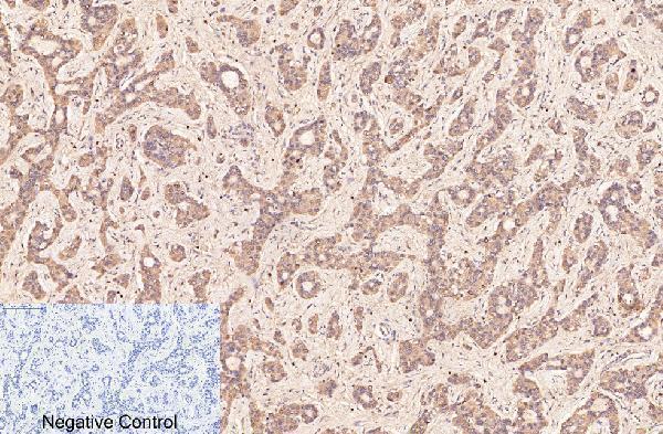 m00570 1 cd2 primary antibodyes ihc testing 3