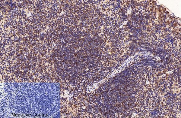 m00570 1 cd2 primary antibodyes ihc testing 4