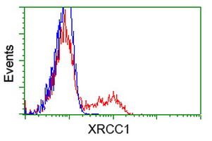 HEK293T cells transfected with either XRCC1 (Myc-DDK-tagged) overexpress plasmid (Red) or empty vector control plasmid (Blue) were immunostained by anti-XRCC1 antibody (M00571-1)