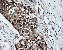 m00571 1 anti xrcc1 mouse monoclonal antibody clone id oti2d8 ihc testing 6