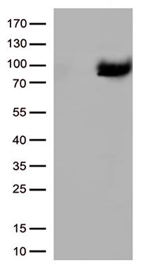 m00571 1 anti xrcc1 mouse monoclonal antibody clone id oti2d8 wb testing 1
