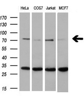 m00571 1 anti xrcc1 mouse monoclonal antibody clone id oti2d8 wb testing 2