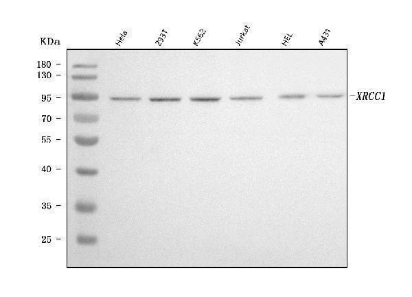  Western blot analysis of XRCC1 using anti-XRCC1 antibody (M00571-2)