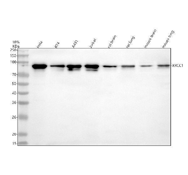 Western blot analysis of XRCC1 using anti-XRCC1 antibody (M00571)