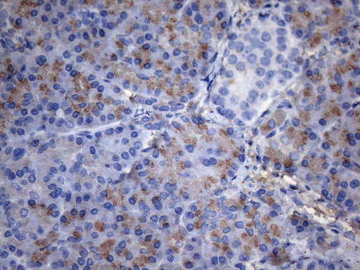 m00573 anti c2 mouse monoclonal antibody clone id oti12g10 ihc testing 2