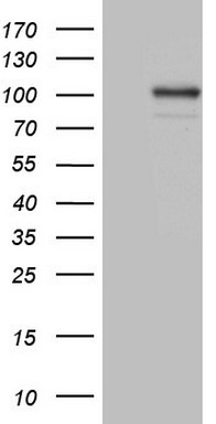 m00573 anti c2 mouse monoclonal antibody clone id oti12g10 wb testing 1