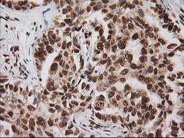 m00575 1 anti lox mouse monoclonal antibody clone id oti9g2 ihc testing 2