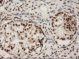 m00575 1 anti lox mouse monoclonal antibody clone id oti9g2 ihc testing 3