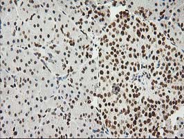 m00575 1 anti lox mouse monoclonal antibody clone id oti9g2 ihc testing 4