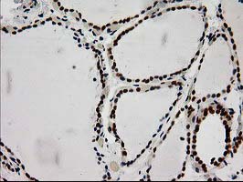 m00575 1 anti lox mouse monoclonal antibody clone id oti9g2 ihc testing 6