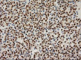 m00575 1 anti lox mouse monoclonal antibody clone id oti9g2 ihc testing 7