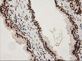 m00575 1 anti lox mouse monoclonal antibody clone id oti9g2 ihc testing 9