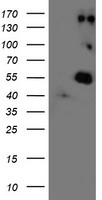 m00575 1 anti lox mouse monoclonal antibody clone id oti9g2 wb testing 1