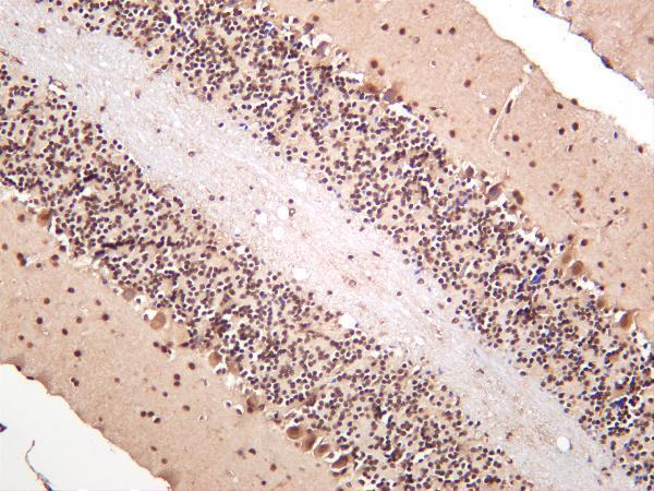 Mouse brain was stained with anti-CREB rabbit antibody