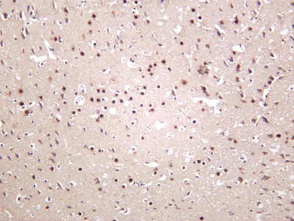 Rat brain was stained with anti-CREB rabbit antibody