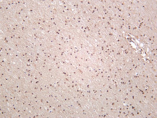 Human brain was stained with anti-CREB rabbit antibody