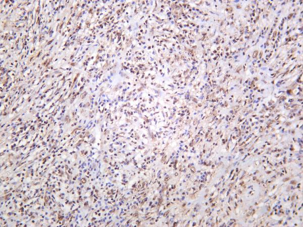m00577 1 creb1 primary antibodies ihc testing 4