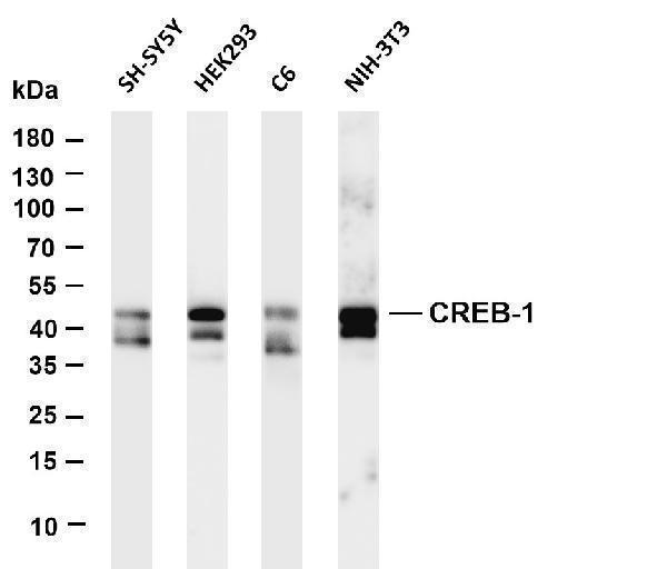 m00577 1 creb1 primary antibodies wb testing 1