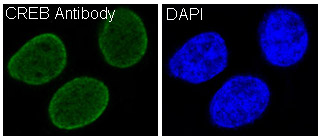 Immunofluorescent analysis of Hela cells, using CREB Antibody 