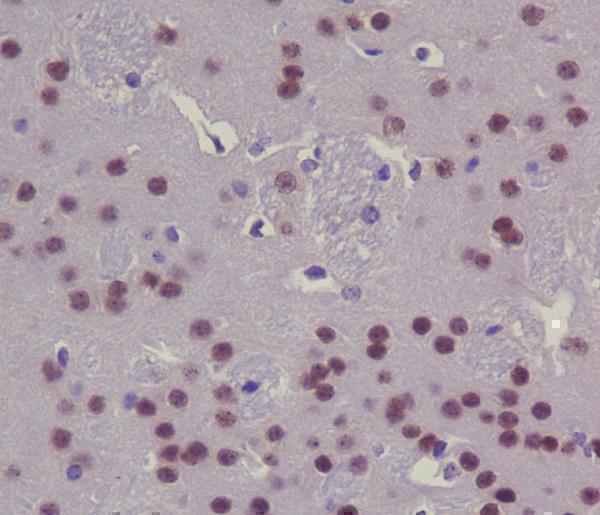 Immunohistochemical analysis of paraffin-embedded mouse brain, using CREB Antibody