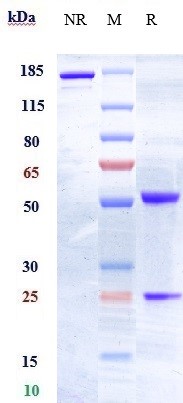 Anti-EphA2 Reference Antibody (MEDI-547) on SDS-PAGE under reducing (R) condition