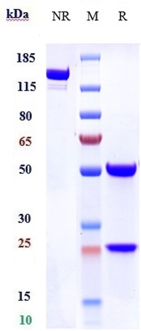Anti-EphA2 Reference Antibody (Sanofi Aventis patent anti-EphA2) on SDS-PAGE under reducing (R) condition