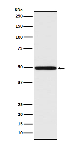 m00580 wb